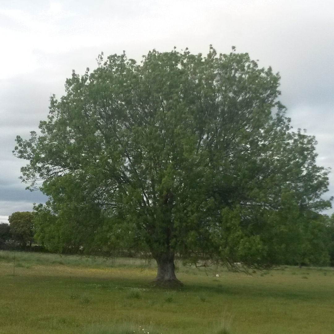 Fresno de hojas estrechas Fraxinus angustifolia