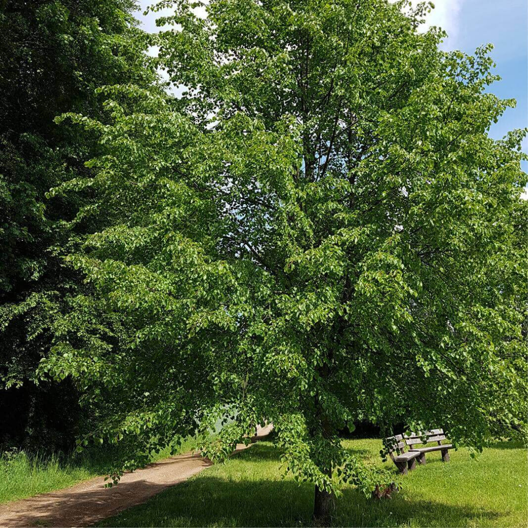 Tilo de hoja ancha Tilia platyphyllos