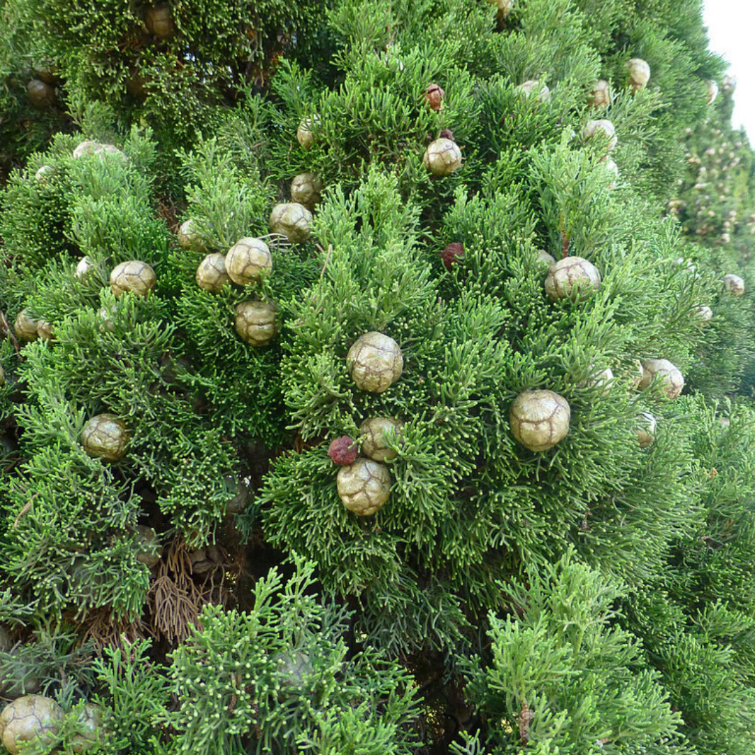 Ciprés mediterráneo Cupressus sempervirens