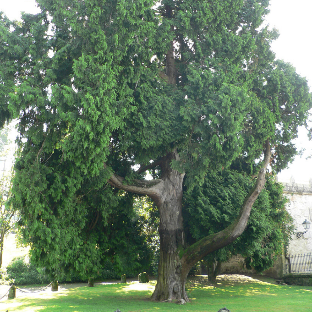 Tuya gigante Thuja plicata