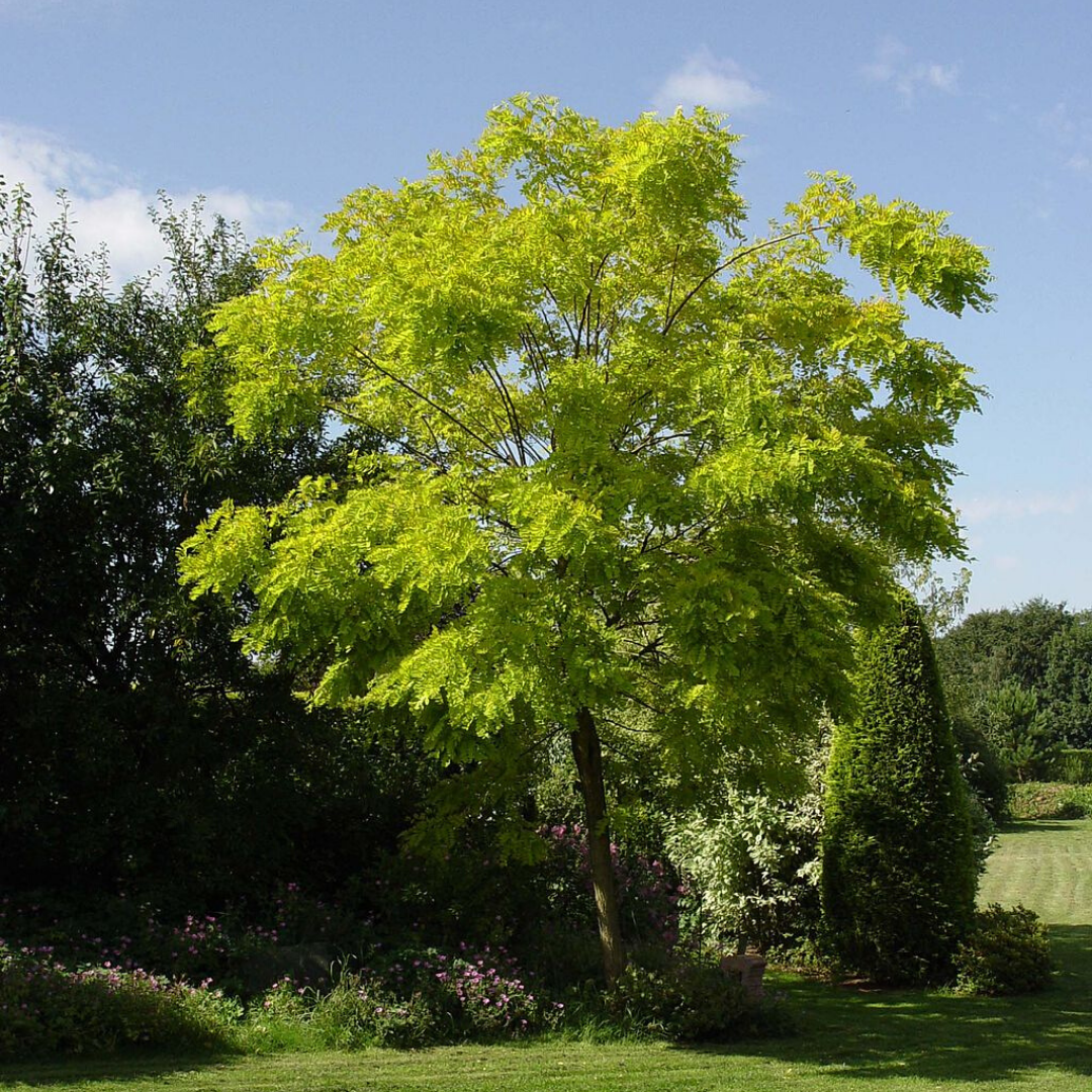 Falsa acacia Robinia pseudoacacia