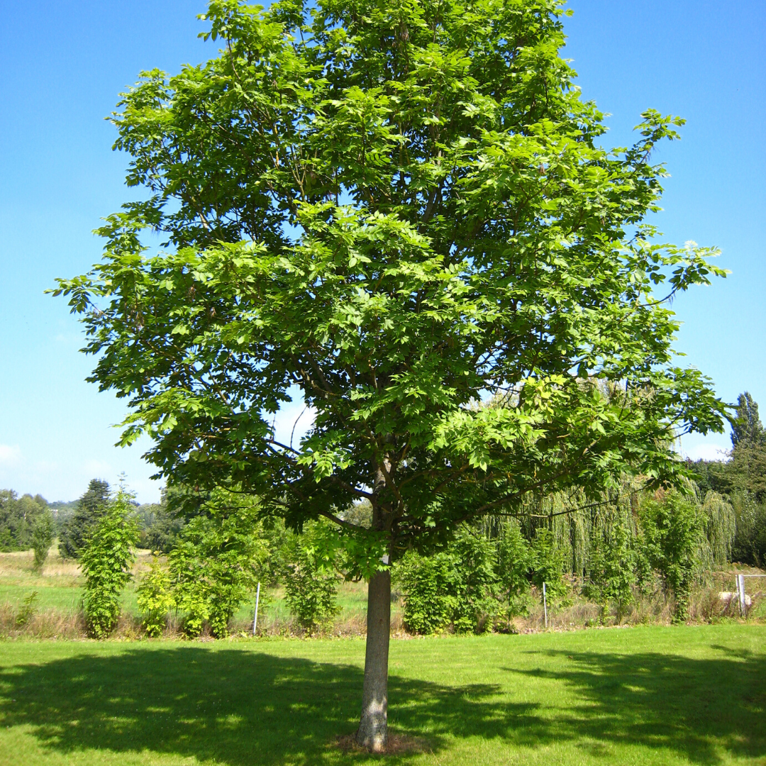 Fresno norteño Froxinus excelsior
