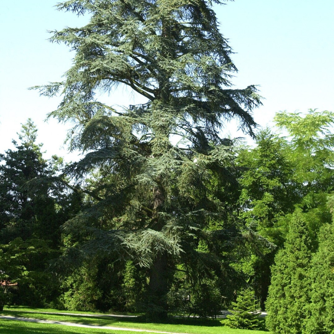 Abeto Abies pinsapo