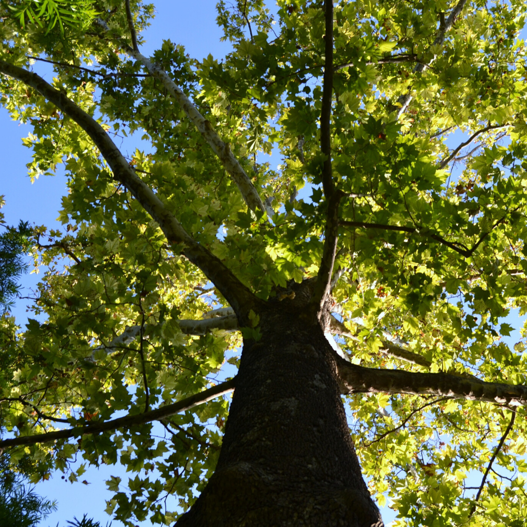 Plátano oriental Platanus orientalis
