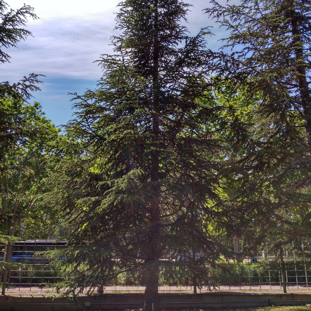 Cedro del atlas Cedrus atlantica