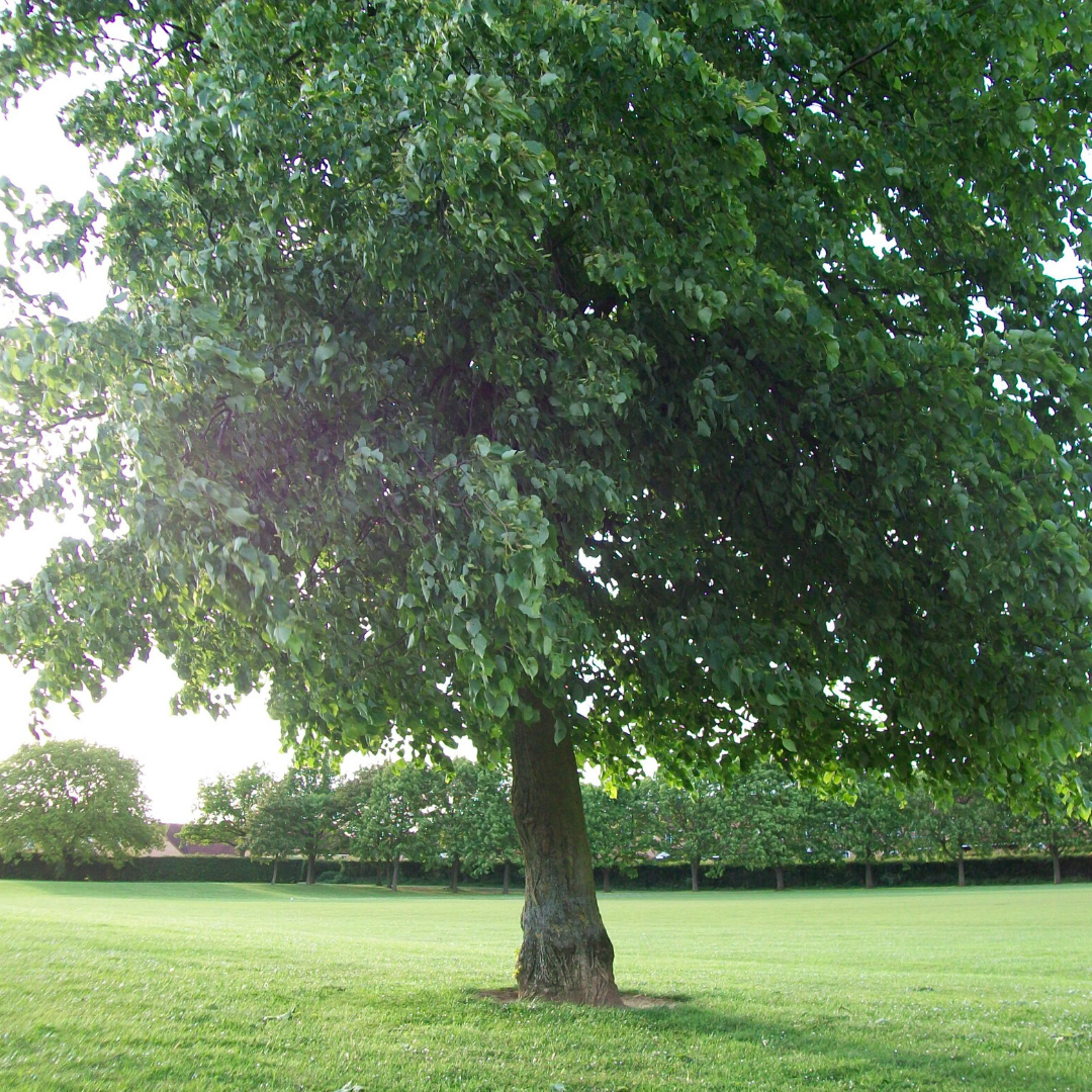 Tilo de hoja pequeña Tilia cordata